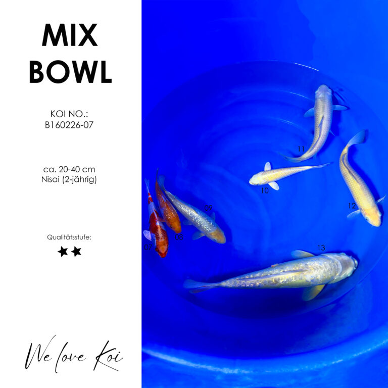 Koi Bowl 29 | Kujaku, Ochiba, Soragoi, Yamabuki, Karashigoi, Doitsu Metallic | Nisai ca. 20 - 40cm