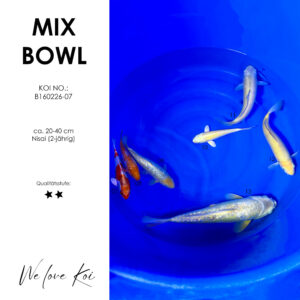 Koi Bowl 29 | Kujaku, Ochiba, Soragoi, Yamabuki, Karashigoi, Doitsu Metallic | Nisai ca. 20 - 40cm