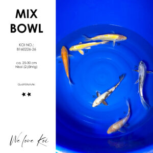 Koi Bowl 5 | Mango, Karashigoi, Gin Utsuri, Kikokuryu, Ochiba | Nisai ca. 25 - 35cm B6