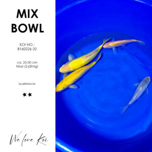 Koi Bowl 35 | Karashigoi, Mango, Asagi | Nisai ca. 25 - 40cm B6