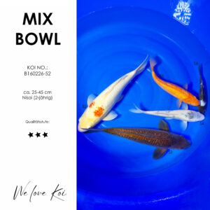 Koi Bowl 34 | Kohaku, Chagoi, Unique Koi, Mango, Shiro | Nisai ca.20 - 45cm B6