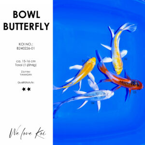 Koi Bowl 41 | Butterfly - Yamabuki, Hariwake, Platinum | 15 - 16cm