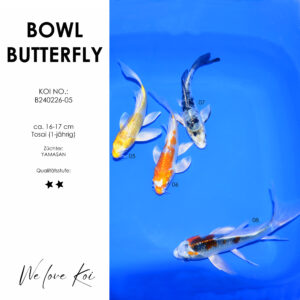 Koi Bowl 42 | Butterfly - Yamabuki, Kikusui, Shiro Bekko, Kujaku | 16 - 17cm