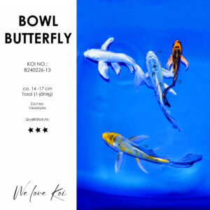 Koi Bowl 44 | Butterfly - Ginrin Platinum, Mizuho Ogon | 14 - 17cm