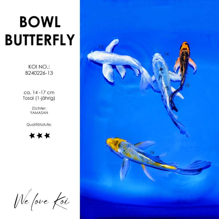 Koi Bowl 44 | Butterfly - Ginrin Platinum, Mizuho Ogon | 14 - 17cm