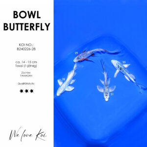 Koi Bowl 48 | Butterfly - Platinum, Shusui, Matsuba, Shiro Bekko | ca. 14 - 15cm