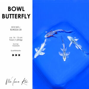 Koi Bowl 48 | Butterfly - Platinum, Shusui, Matsuba, Shiro Bekko | ca. 14 - 15cm