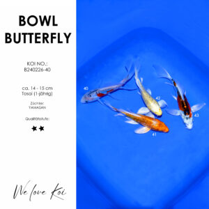 Koi Bowl 51 | Butterfly - Shusui, Orenje Ogon, Yamabuki, Kujaku | ca. 14 - 15cm