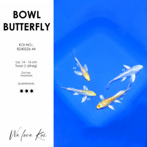 Koi Bowl 52 | Butterfly - Yamabuki, Tancho Yamabuki | ca. 14 - 16cm