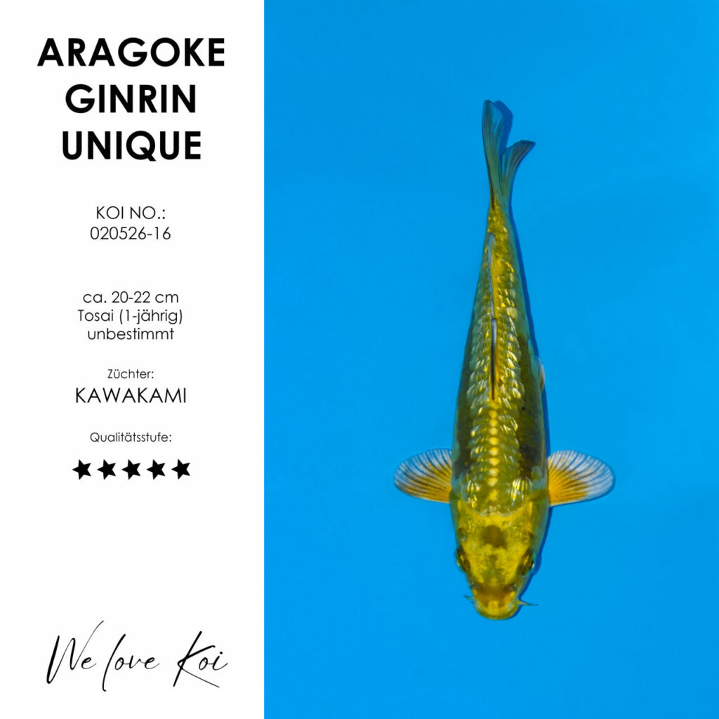 Aragoke Ginrin Unique – Kawakami | Tosai ca. 20-22 cm