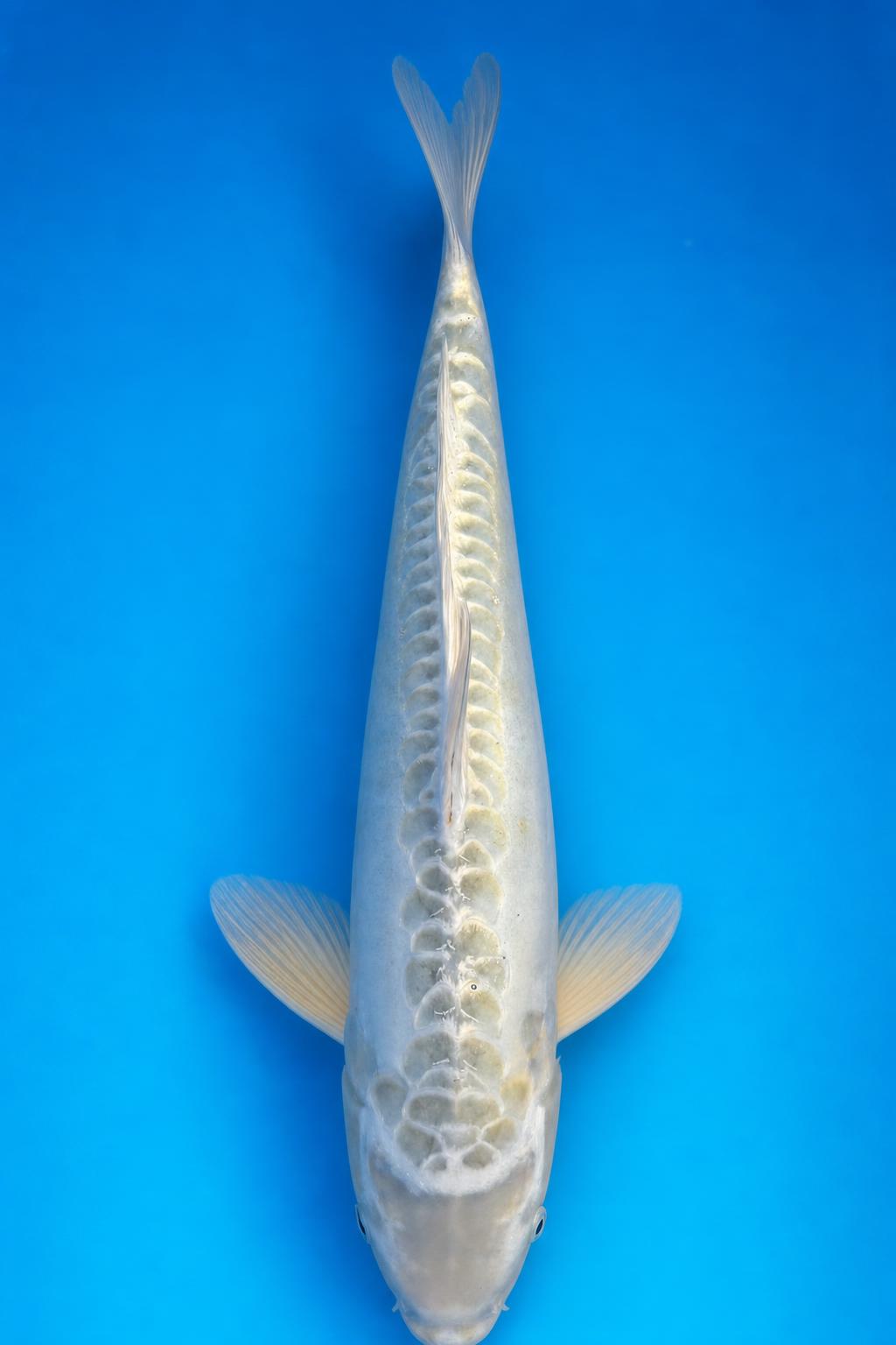 Doitsu Mukashi Ogon