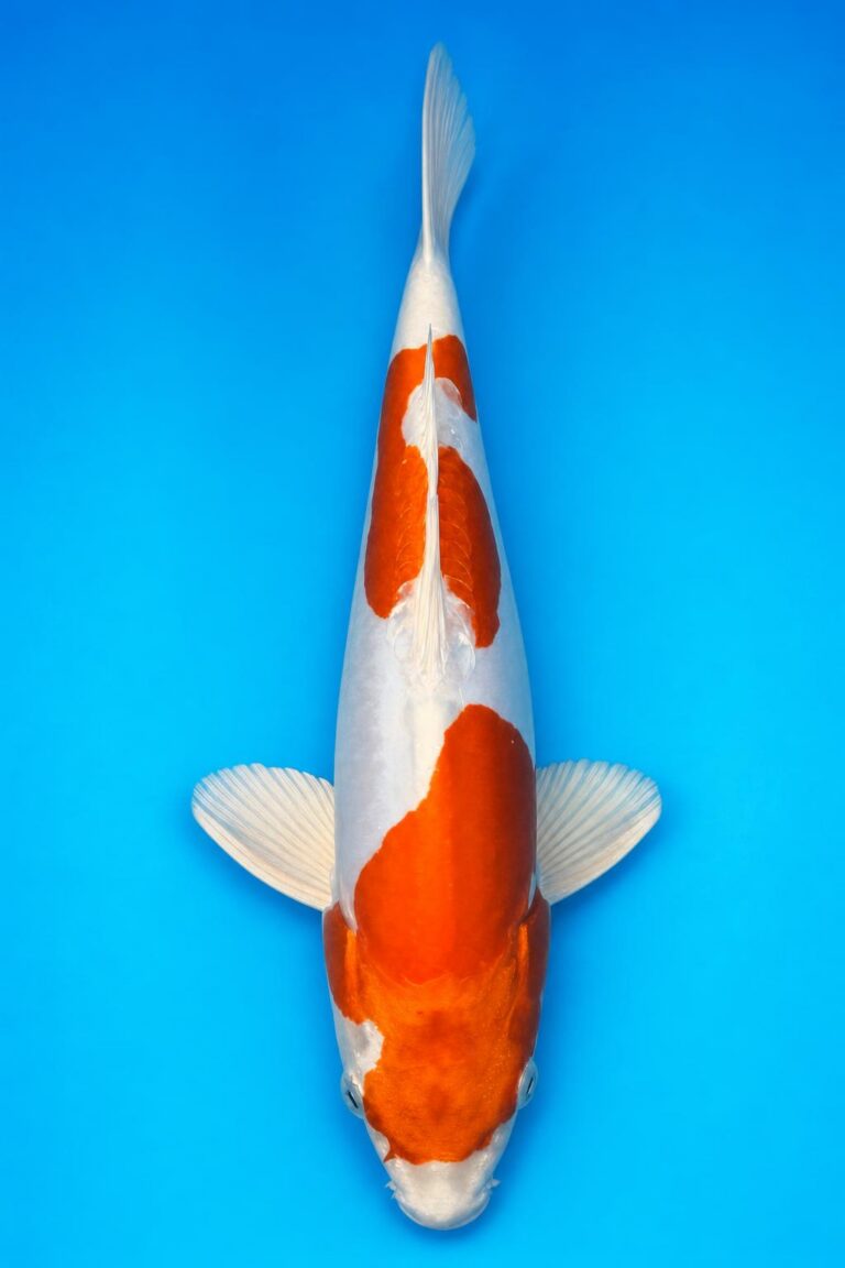 Kikusui Tateshida