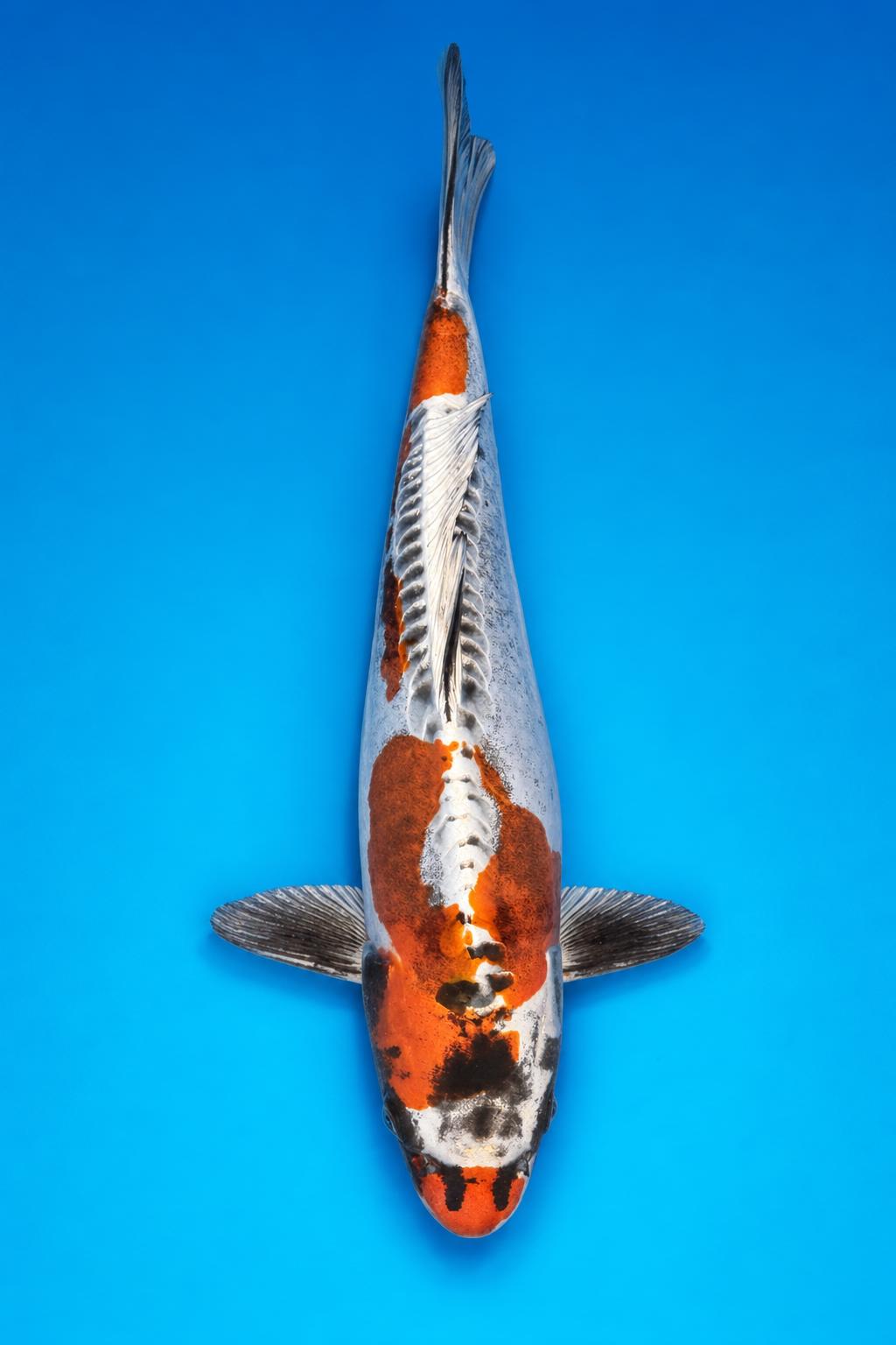 Beni Kikokuryu