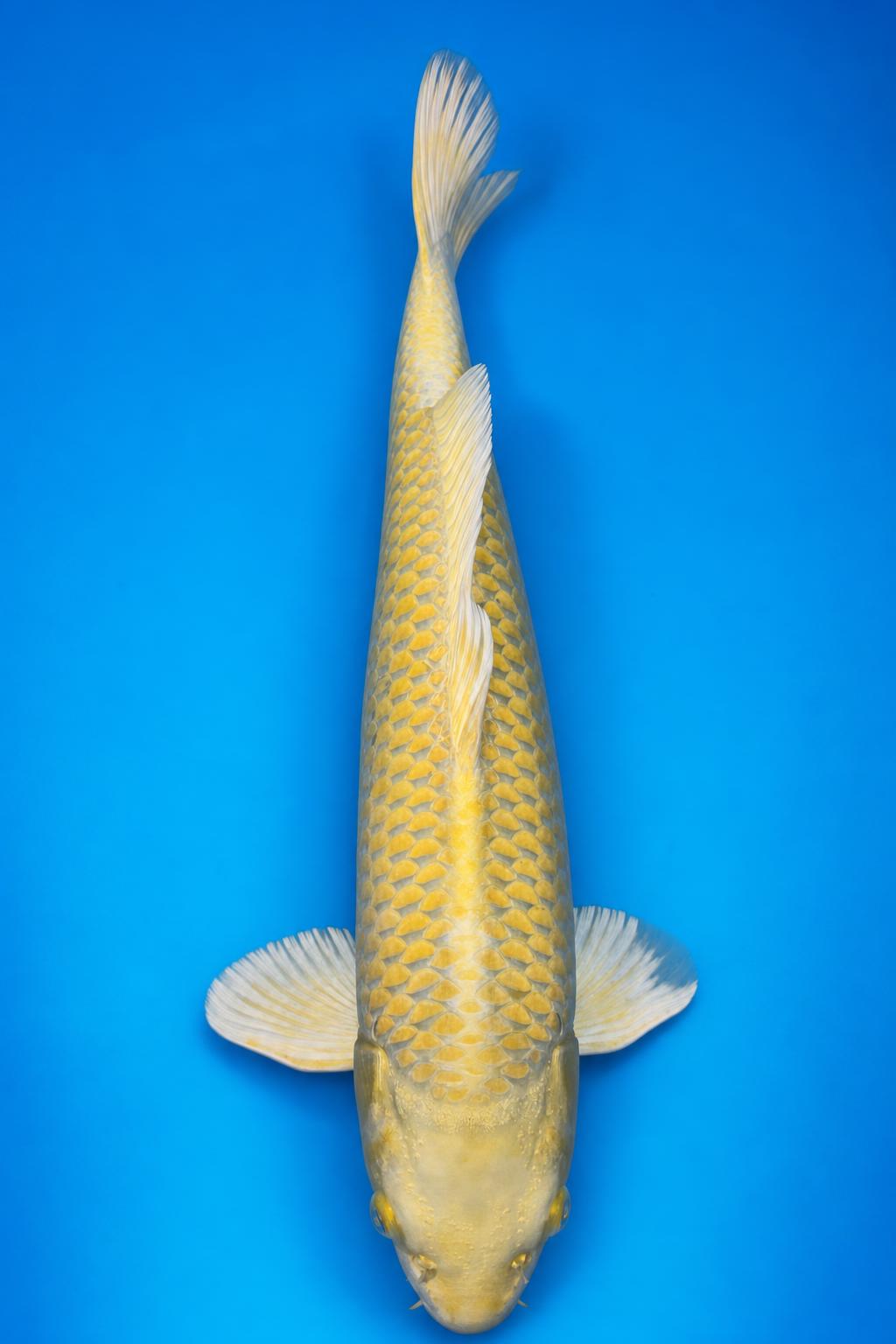 Yamabuki Ogon