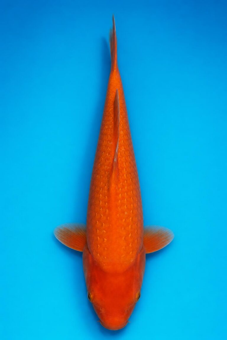 „PERL“ Ginrin Benigoi