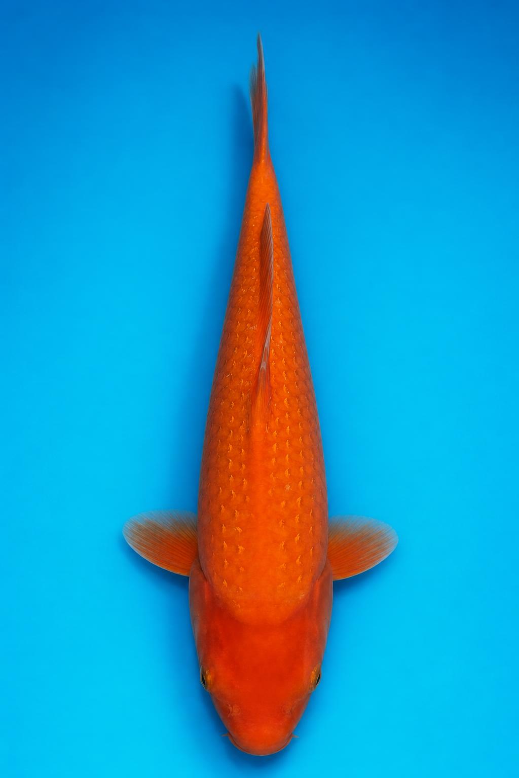 „PERL“ Ginrin Benigoi