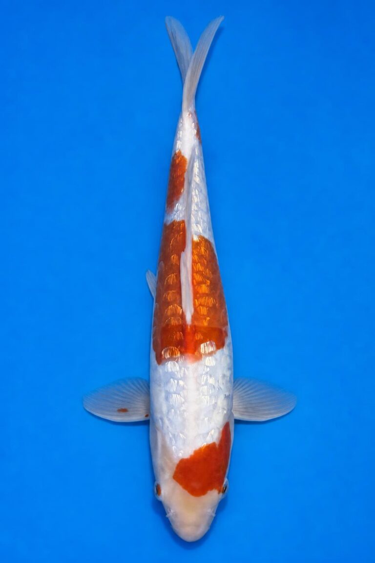Doitsu Ginrin Kohaku 42cm VHQ - Tateshida