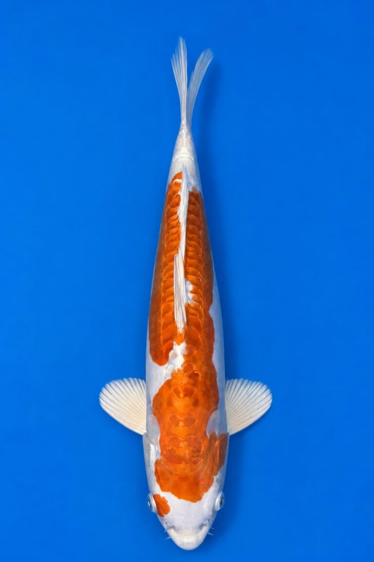 Kikusui VHQ - Tateshida 45cm