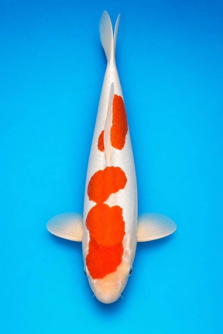 Kohaku VHQ - Tateshida 44cm