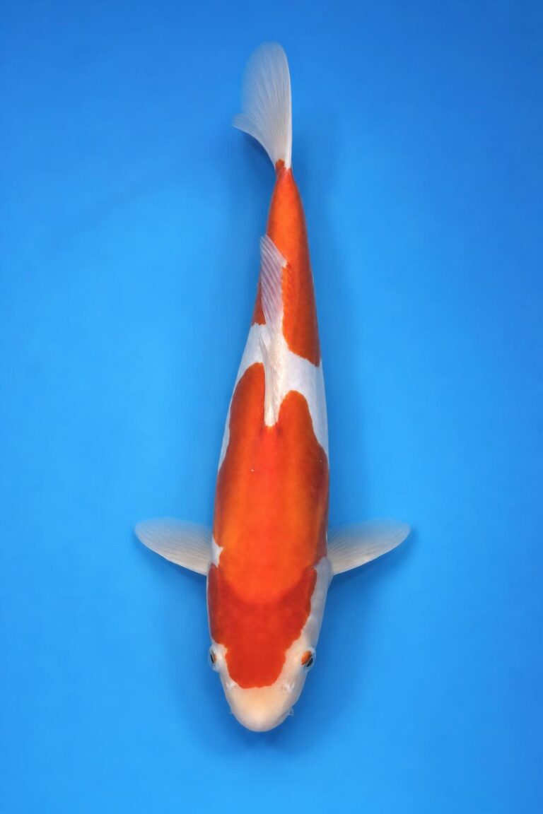 Kohaku VHQ - Tateshida 43cm