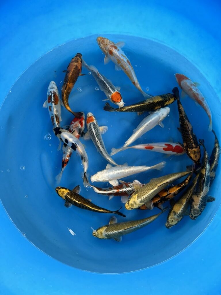 Ausgewählte Koi in einer blauen Bowl bei der Qualitätsprüfung