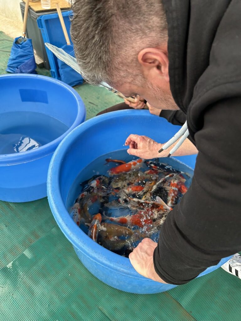 Christian Wild prüft Koi in einer blauen Bowl in Japan
