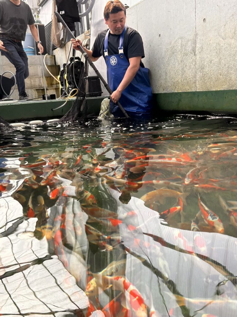 Japanischer Koi-Züchter bei der Arbeit an einem Becken voller Nishikigoi
