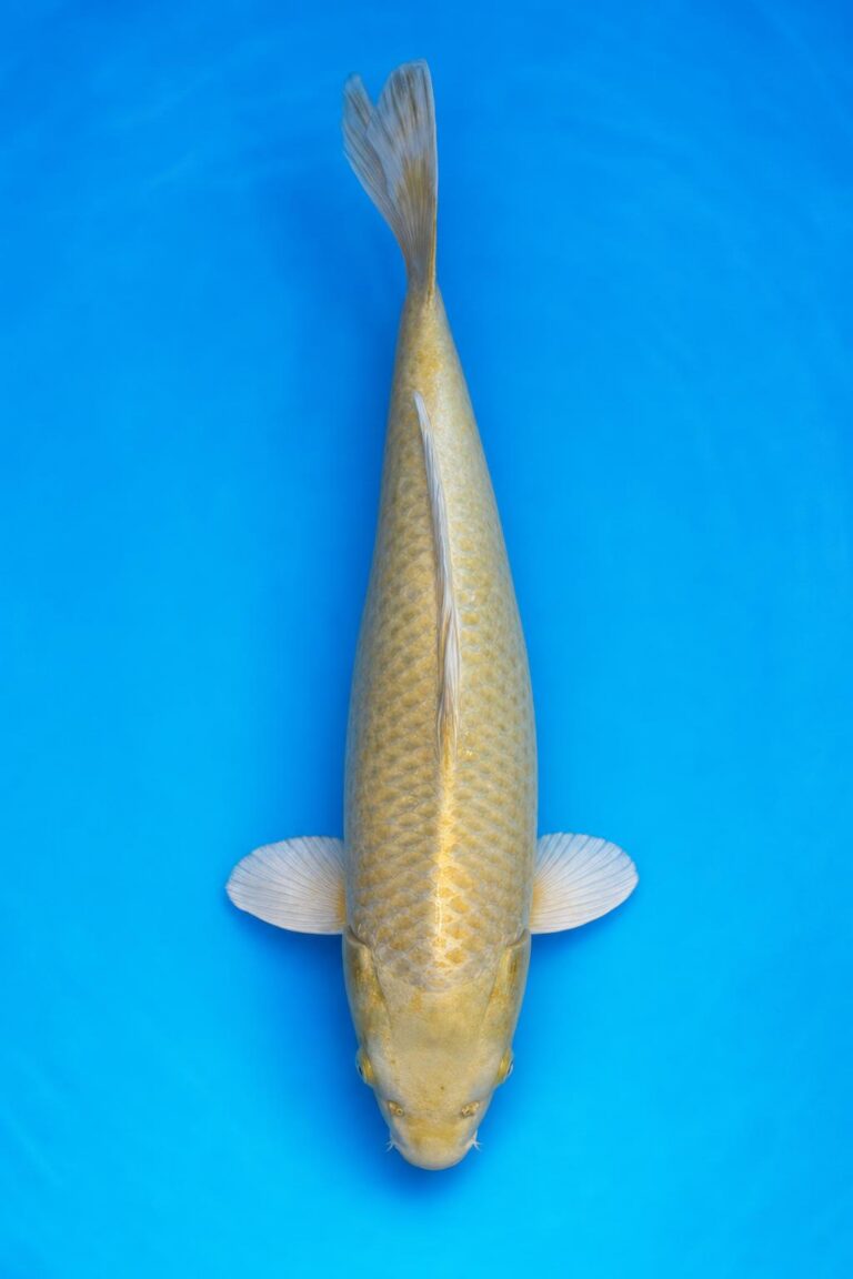 Yamabuki Ogon Weiblich